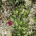 Echinacea pallida Staniste