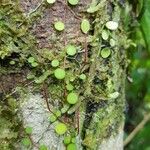Peperomia rotundifolia Hoja
