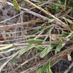 Boscia integrifolia Лист