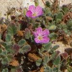 Erodium corsicum Çiçek