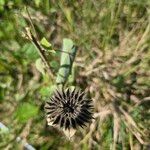 Abutilon grandiflorum Fruit