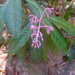 Ardisia humilis পাতা