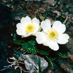 Ranunculus bilobus Blüte