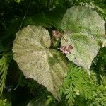 Begonia postarii Hoja