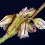Eriogonum covilleanum Květ
