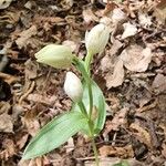 Cephalanthera damasoniumŽiedas