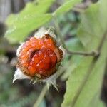 Rubus alceifolius Owoc