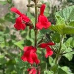 Salvia darcyi Flor
