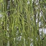 Dacrydium cupressinum Leaf