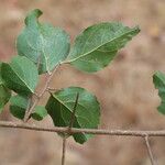 Flacourtia indica Blatt