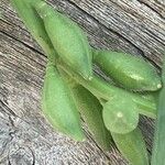 Cakile maritima 果実