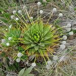 Paepalanthus alpinus Habitatea