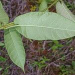 Mandevilla hirsuta List