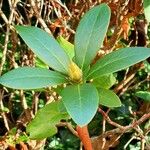 Rhododendron maximum Blatt