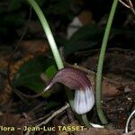 Arisarum proboscideum Fleur