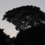 Schefflera morototoni Hábito
