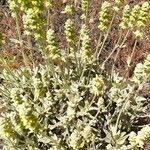 Sideritis dasygnaphala Hoja