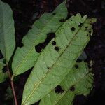 Iryanthera hostmannii 葉