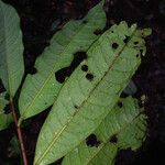 Iryanthera hostmannii Levél
