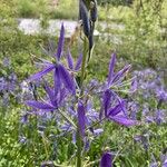 Camassia quamashЦветок