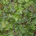 Hymenophyllum le ratii 整株植物