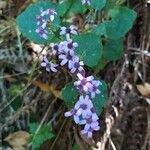 Pericallis papyracea Floro