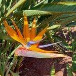 Strelitzia reginae Λουλούδι
