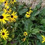 Rudbeckia fulgida 花