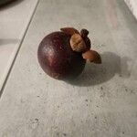 Garcinia mangostana 果實