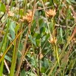 Rhynchospora alba Кветка