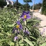 Solanum elaeagnifolium Virág