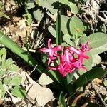 Hyacinthus orientalis Kwiat