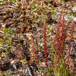 Rumex bucephalophorus Õis