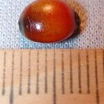 Smilax febrifuga Diğer