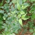 Celtis africana Leaf