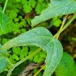 Passiflora capsularis Leaf