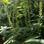 Clethra alnifolia Flower