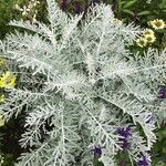 Centaurea cineraria Leaf