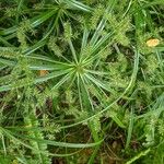 Cyperus meyenianus Φύλλο