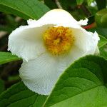 Stewartia pseudocamellia Flor