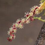 Sclerocarya birrea Цвят