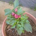 Capsicum chinense Leaf