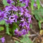 Pericallis papyracea Floro