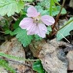 Rubus arcticus Λουλούδι