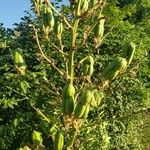 Yucca arkansana Flor