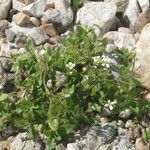 Draba tomentosa Vekstform