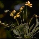 Viola purpurea Habitus