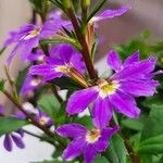 Scaevola aemula Flower