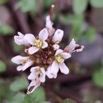 Cardamine hirsuta ফুল