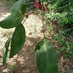 Tapinanthus belvisii Leaf